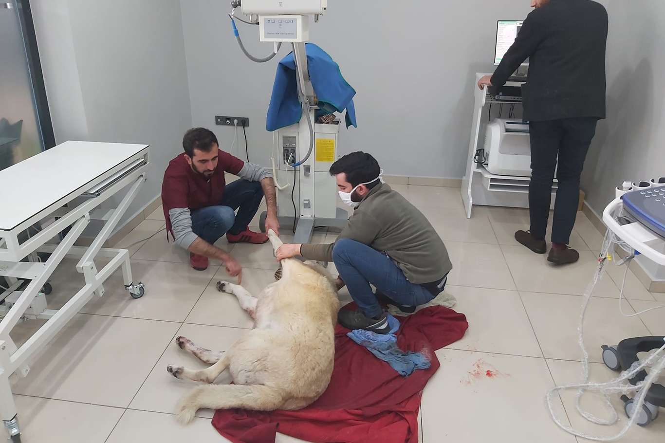 Malatya'da yaralı halde bulunan köpek tedavi edildi Malatya'da yaralı halde bulunan köpek tedavi edildi